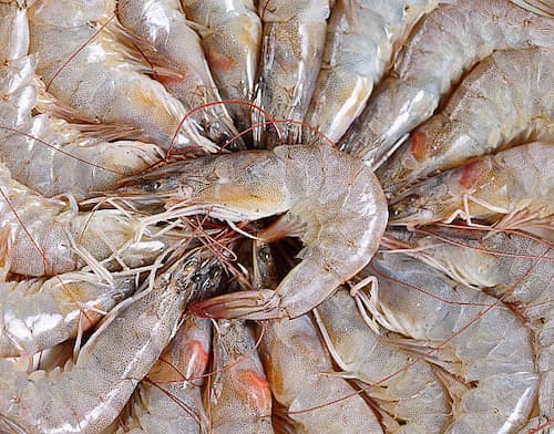 قیمت عمده میگو پرورشی سایز 80